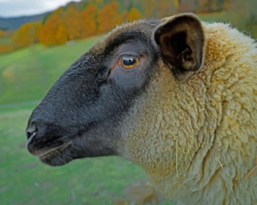 Wild Mountains Sheep paint by numbers