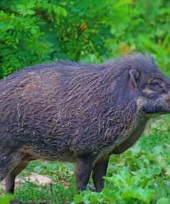 Wild Pig Species paint by numbers