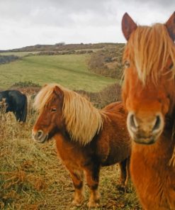 Wild Pony Horses paint by numbers