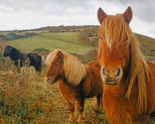 Wild Pony Horses paint by numbers