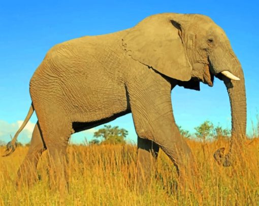 Giant African Elephant paint by numbers