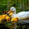 Baby Ducklings With Mother paint by numbers