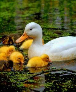 Baby Ducklings With Mother paint by numbers