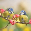 Yellow Birds On A Twig paint by numbers