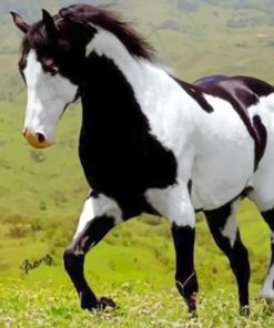 Black And White Horse paint by numbers