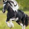 Black And White Horse Running paint by numbers