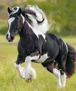 Black And White Horse Running paint by numbers