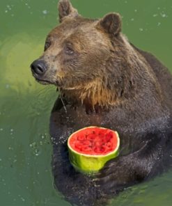 Black Bear Eating Fruit paint by numbers