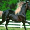 Black Horse Running paint by numbers