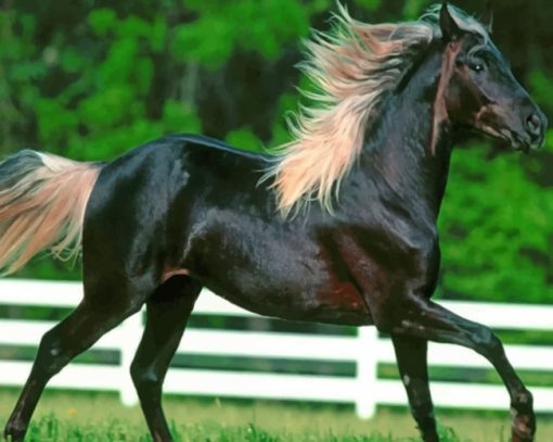 Black Horse Running paint by numbers