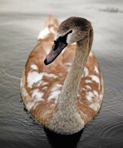 Canada Goose paint by numbers