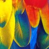 Colorful Parrot Feather paint by numbers