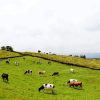 Cows In A Field paint by numbers