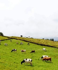 Cows In A Field paint by numbers