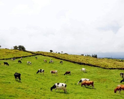 Cows In A Field paint by numbers