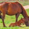 Brown Horse And Foal paint by numbers