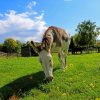 Horse Eating Grass paint by numbers