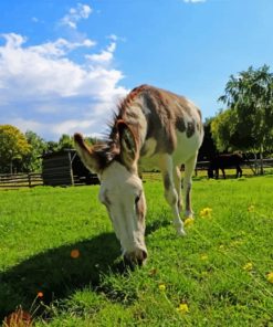 Horse Eating Grass paint by numbers