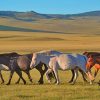 A Group Of Horses Walking paint by numbers