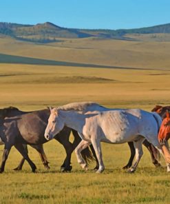 A Group Of Horses Walking paint by numbers