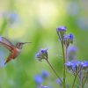 Humming Bird Near Flowers paint by numbers