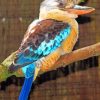 kookaburra Paint By Numbers