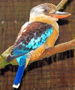 kookaburra Paint By Numbers