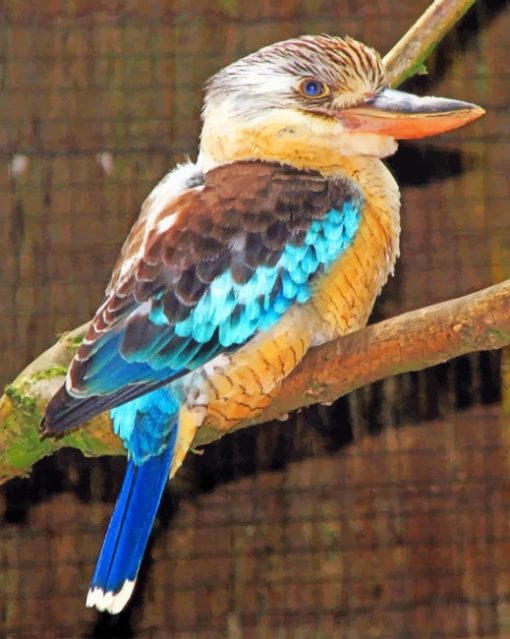 kookaburra Paint By Numbers