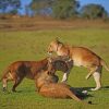 Lion Cubs Playing paint by numbers