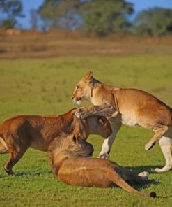 Lion Cubs Playing paint by numbers