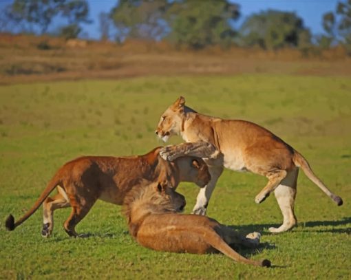 Lion Cubs Playing paint by numbers