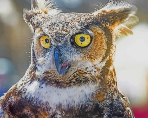 Owl With Yellow Eyes paint by numbers