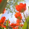 Red Tulips From Below paint by numbers