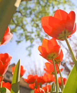 Red Tulips From Below paint by numbers