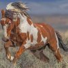 Brown And White Horse Running paint by numbers