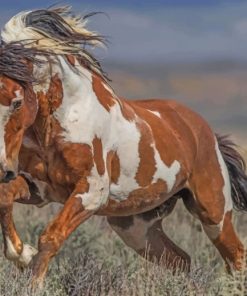 Brown And White Horse Running paint by numbers