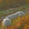 Sheep In The Field paint by numbers