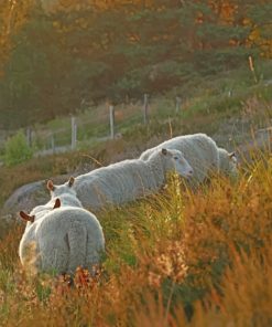 Sheep In The Field paint by numbers