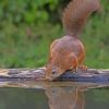 Squirrel Drinking Water paint by numbers