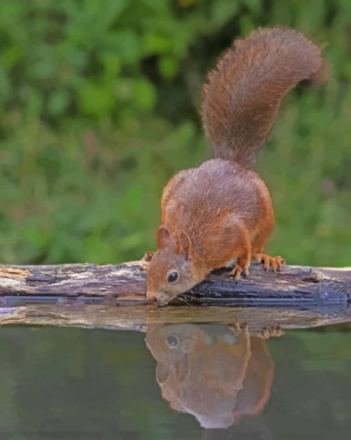 Squirrel Drinking Water paint by numbers