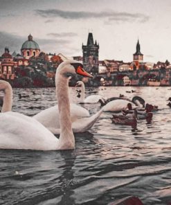 Swans Near Charles Bridge paint by numbers