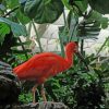 Tropical Flamingo Bird paint by numbers