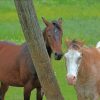 Two Brown Horses paint by numbers