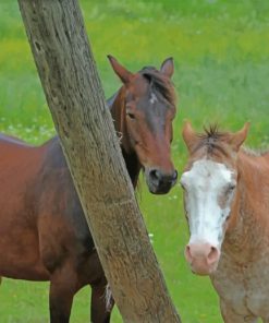 Two Brown Horses paint by numbers