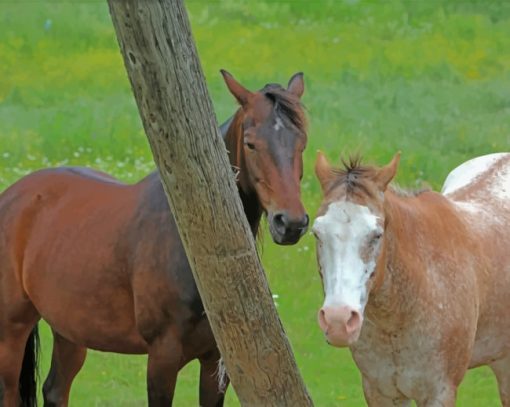 Two Brown Horses paint by numbers