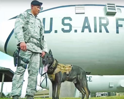 U.S Airforce And A Dog paint by numbers