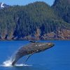 Whale Jumping Out Of Water paint by numbers