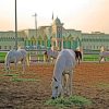 White Arabian Horse paint by numbers