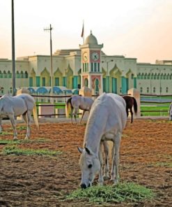 White Arabian Horse paint by numbers