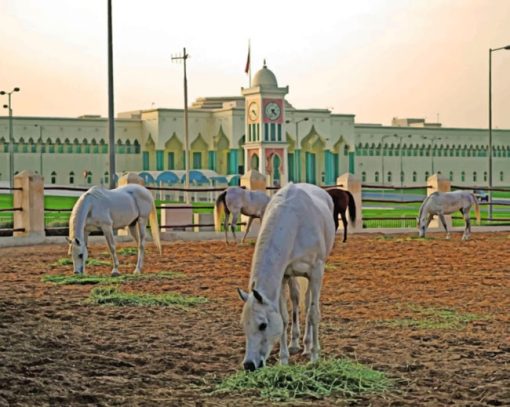 White Arabian Horse paint by numbers